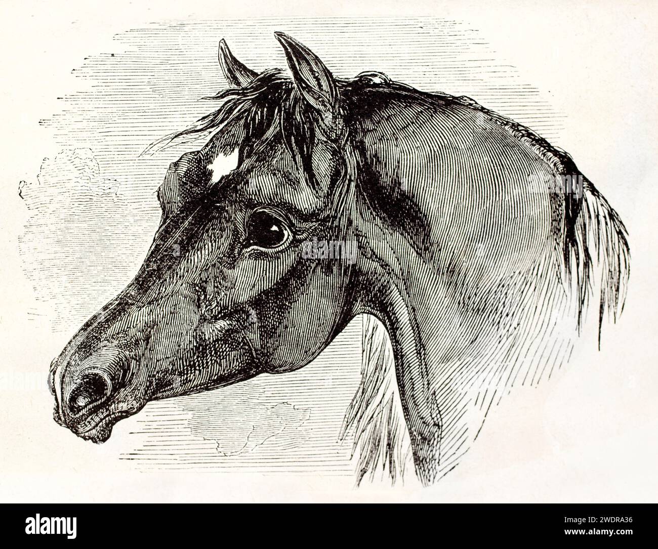 Gravure détaillée de la tête de cheval avec un ombrage fin et un élégant dessin au trait. Publié en 1878, auteur anonyme, des Mammifers. Banque D'Images