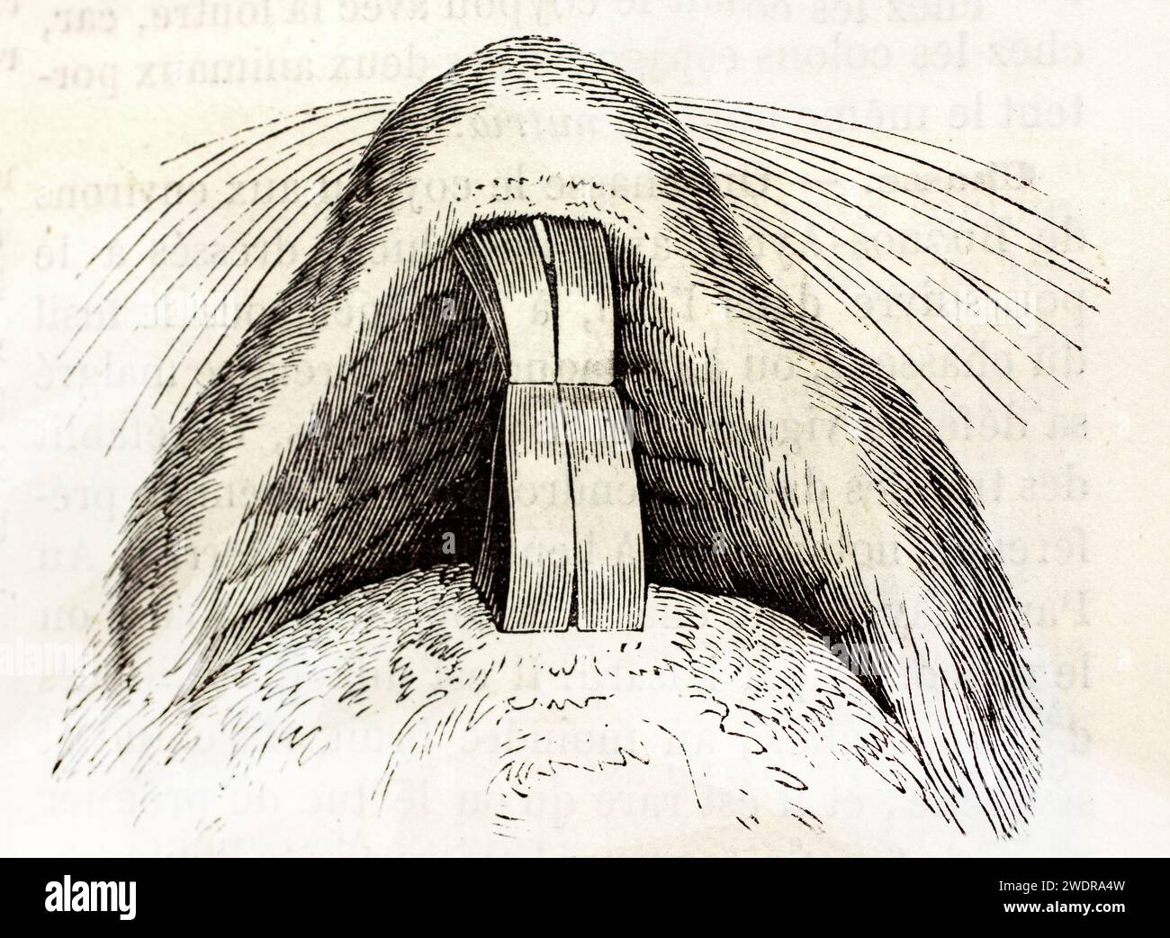 Vieille illustration gravée de dents nutria. Par unknown aurhor, publié sur Brehm, les Mammifères, Baillière et fils, Paris, 1878 Banque D'Images