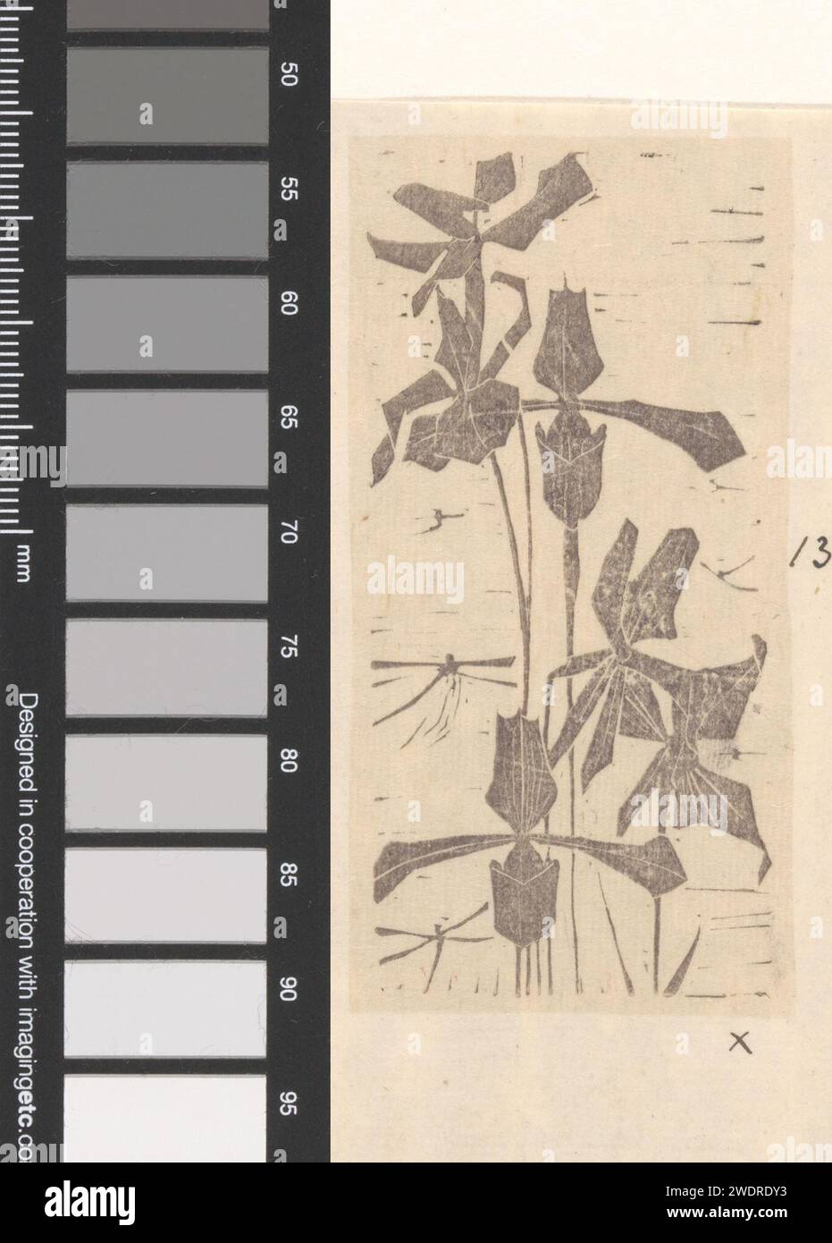 Orchidées, Mathieu Lauweriks, papier imprimé 1895. fleurs : orchidée Banque D'Images