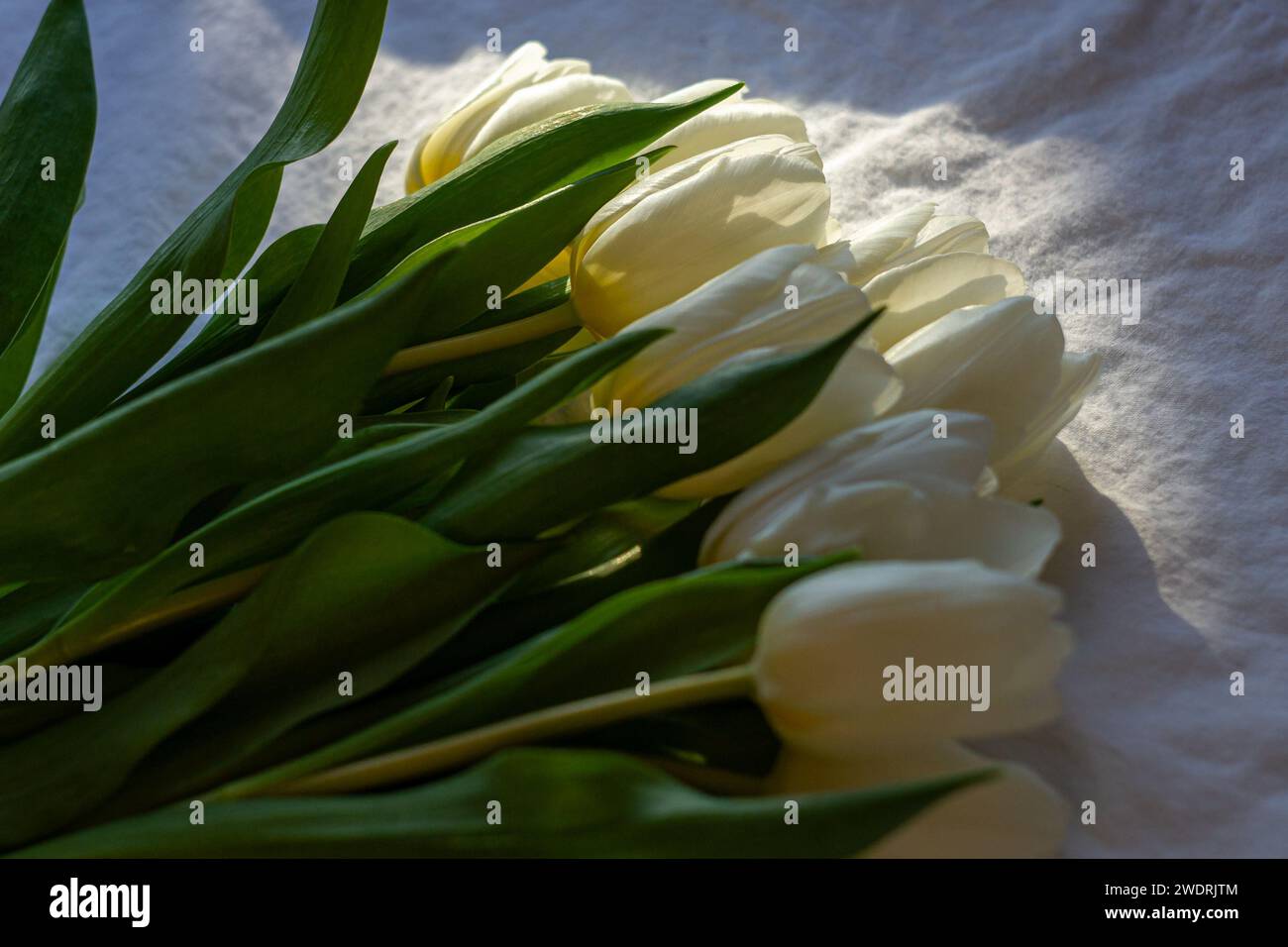 Bouquet de tulipes blanches sur un drap blanc illuminé par le soleil Banque D'Images