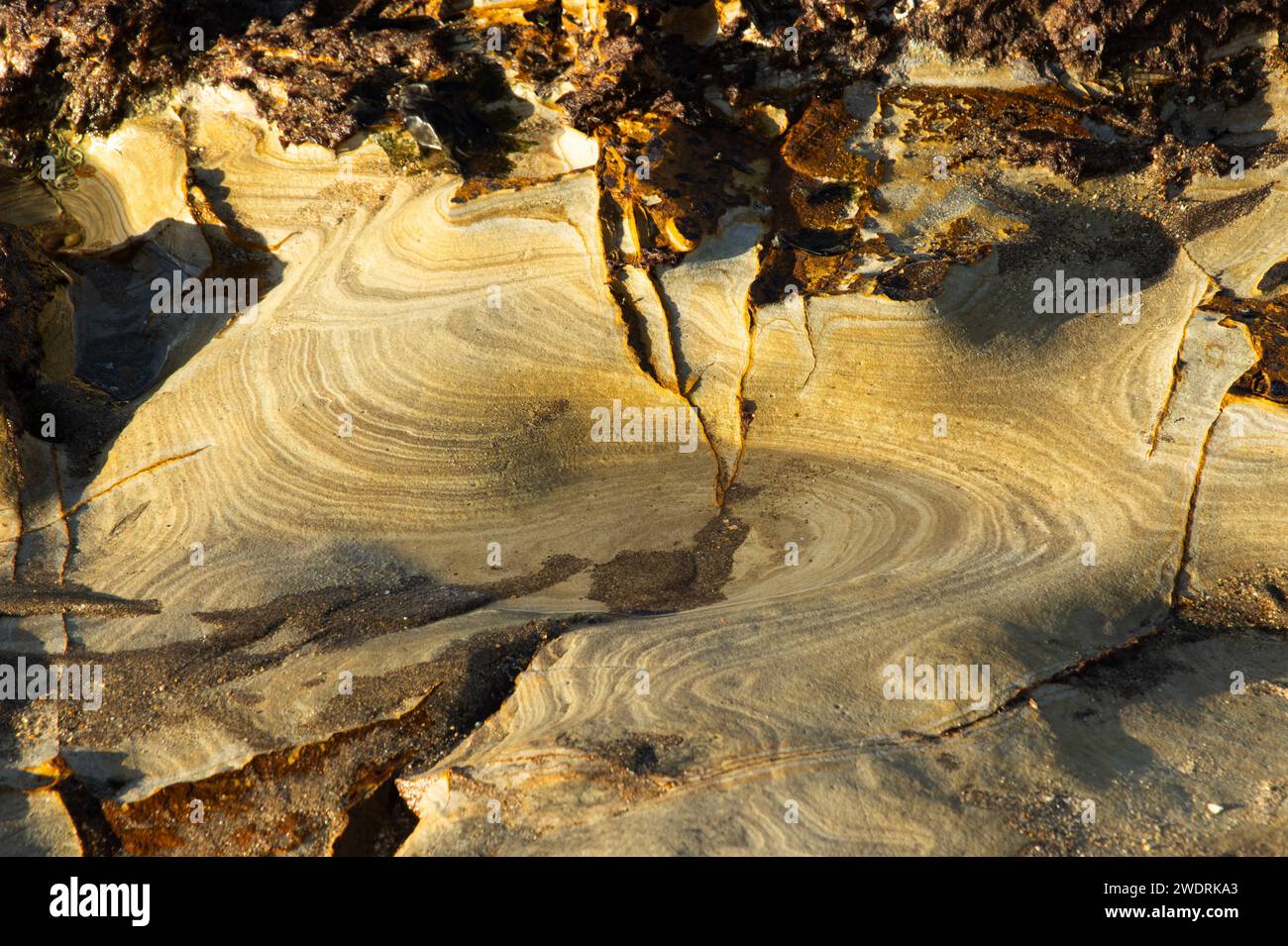 De fines couches de grès du Jurassique ont été érodées sur la plate-forme de coupe des vagues dans la baie Sud à Scarborough. Les intempéries ont laissé un abstrait. Banque D'Images