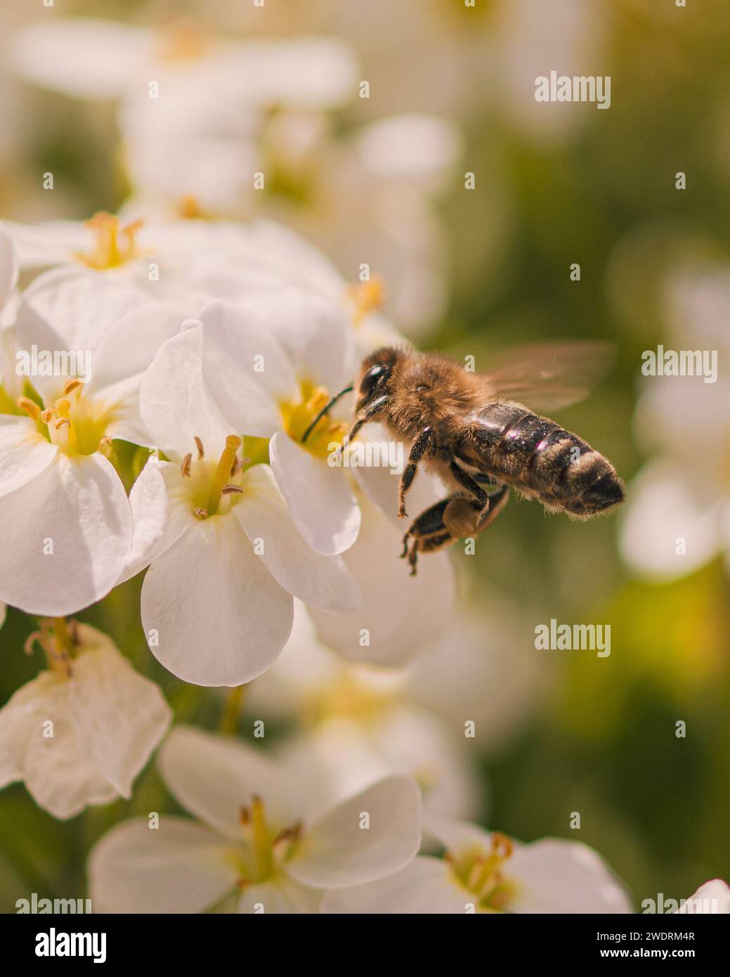 Un gros plan vertical d'une abeille pollinisant une fleur dans un pré Banque D'Images