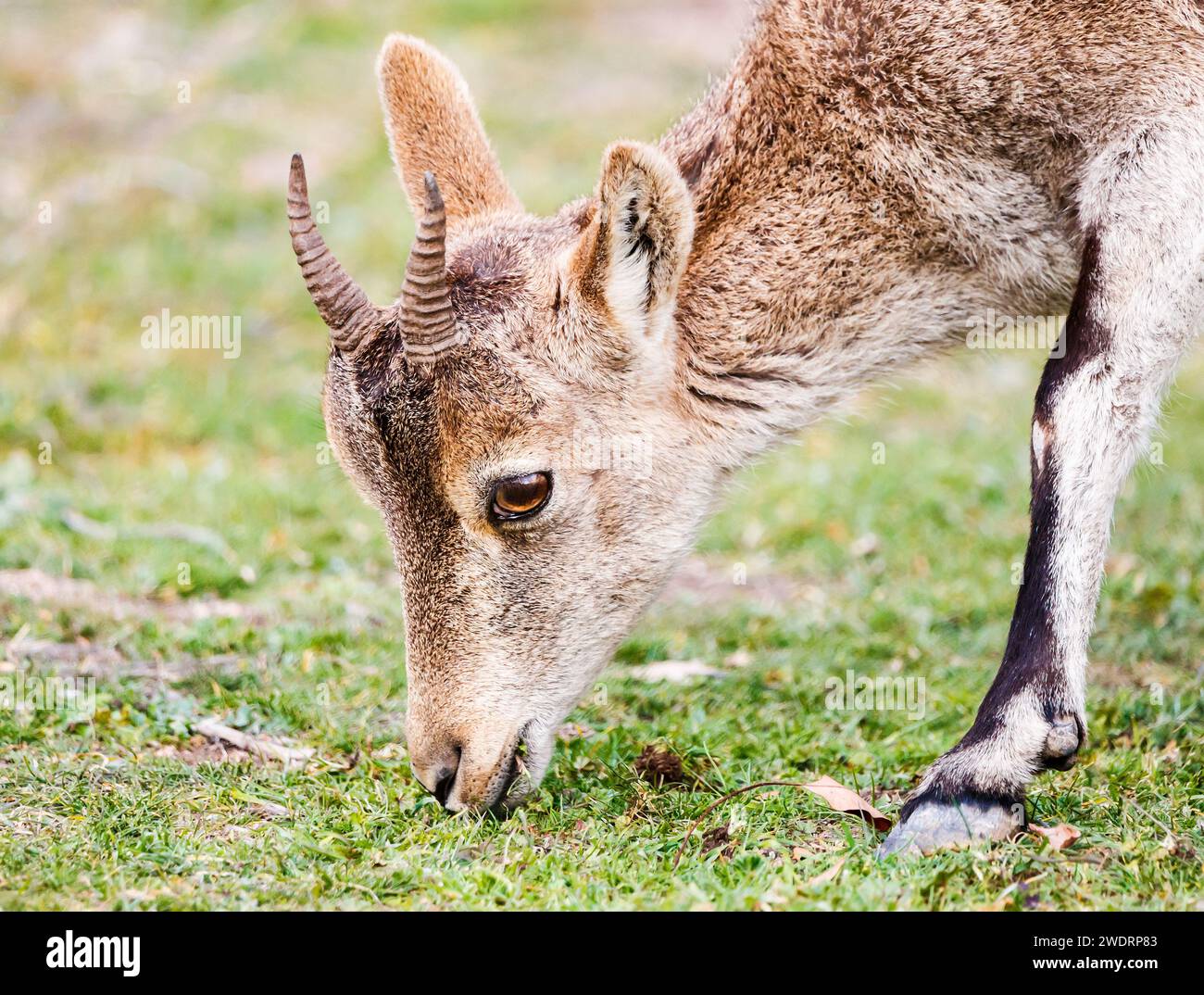 Bébé chèvre de montagne mangeant de l'herbe à Ruidera Banque D'Images