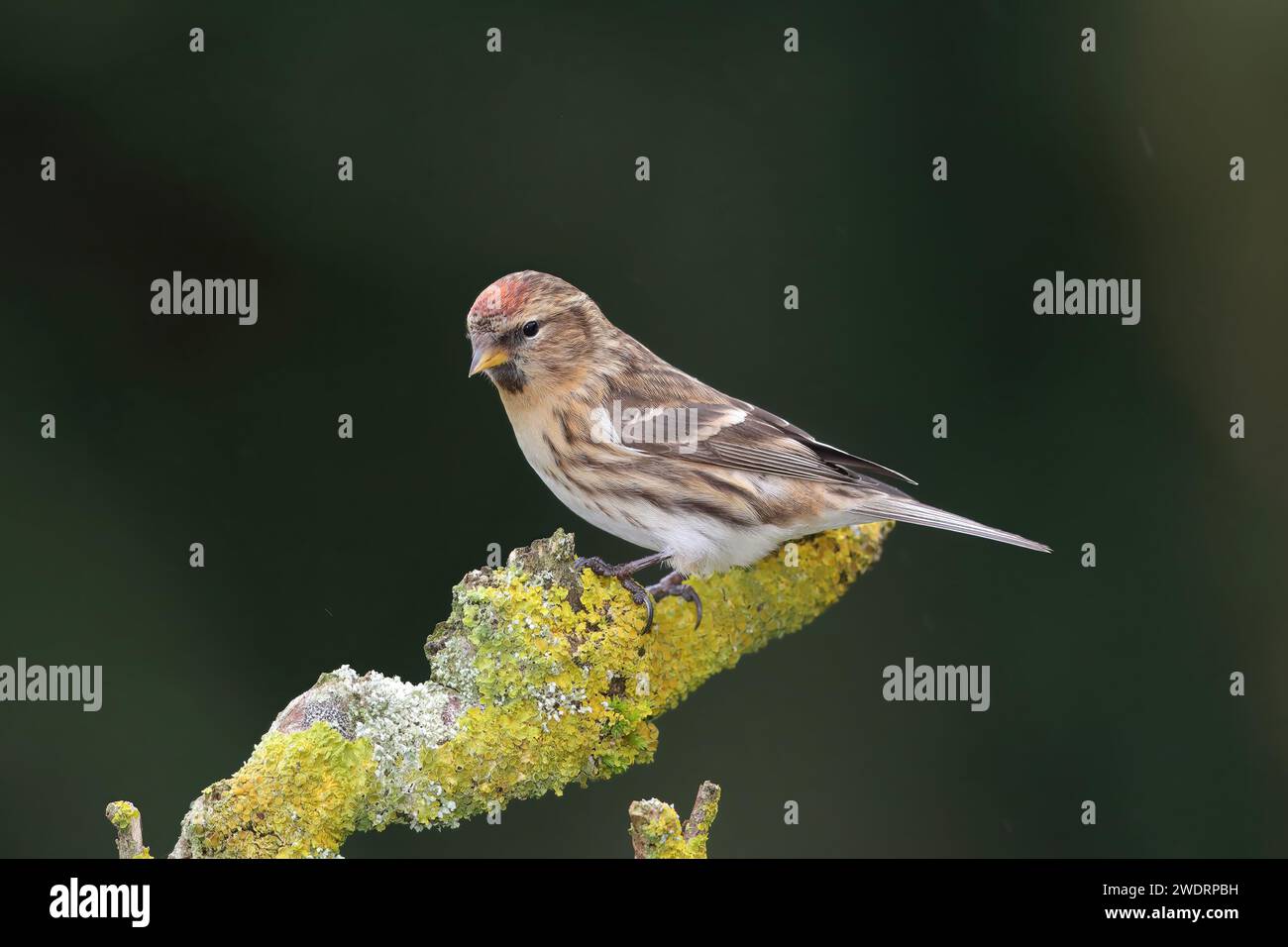 Redpoll commun, Carduelis flammea, sur une branche, au centre du pays de Galles Banque D'Images