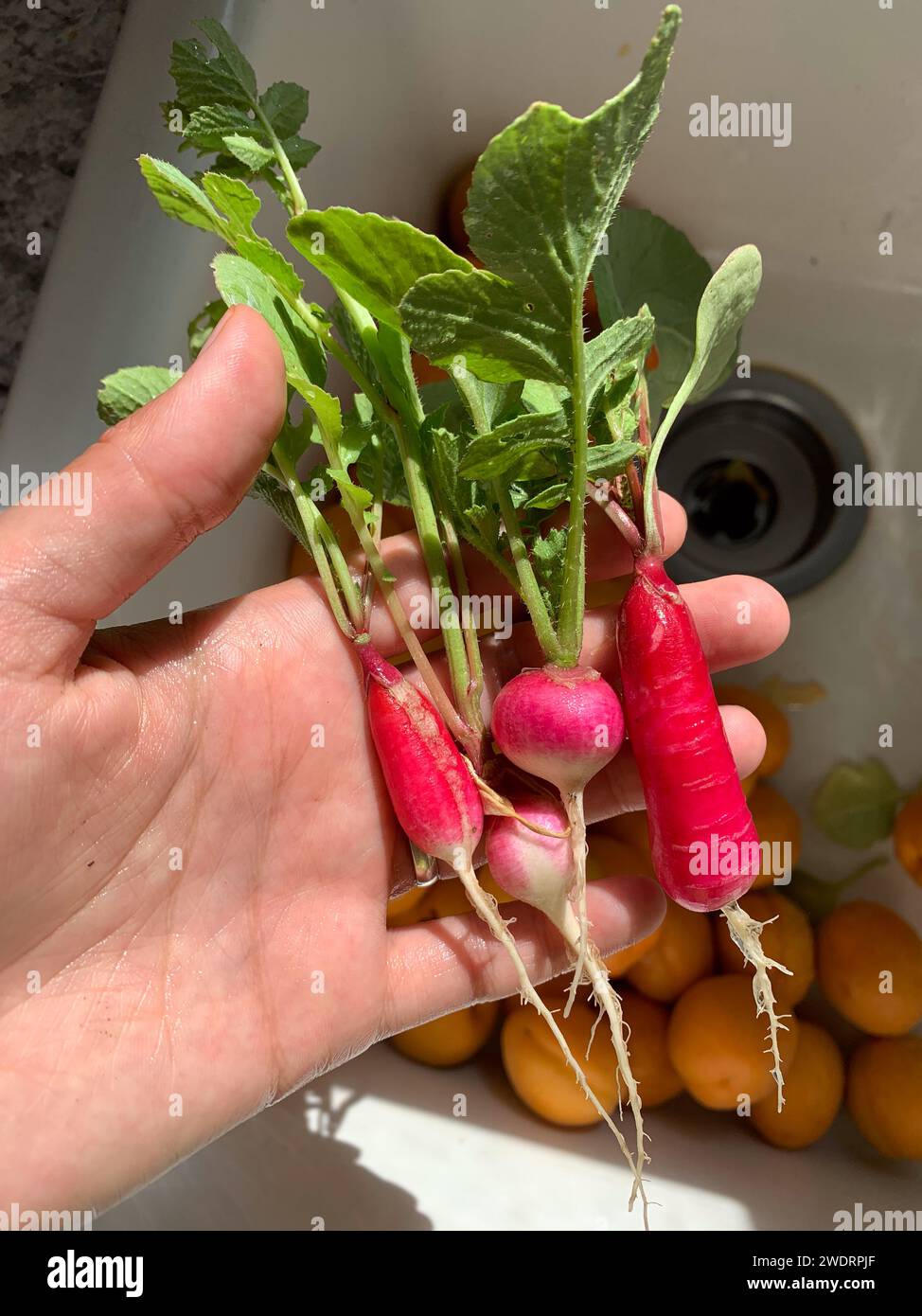 Radis fraîchement cueillis au soleil Banque D'Images