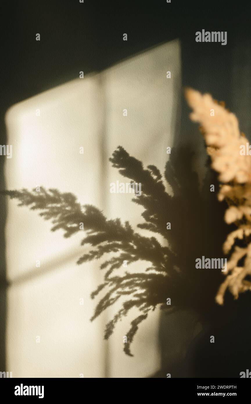 Gros plan de pampas ombre d'herbe sur le mur blanc de la lumière de fenêtre Banque D'Images
