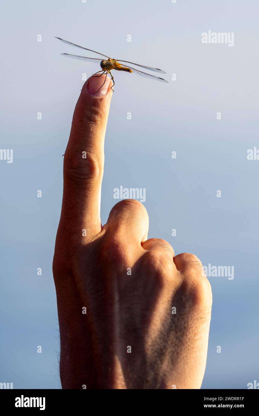 Une libellule atterrit sur le doigt d'un plongeur Banque D'Images