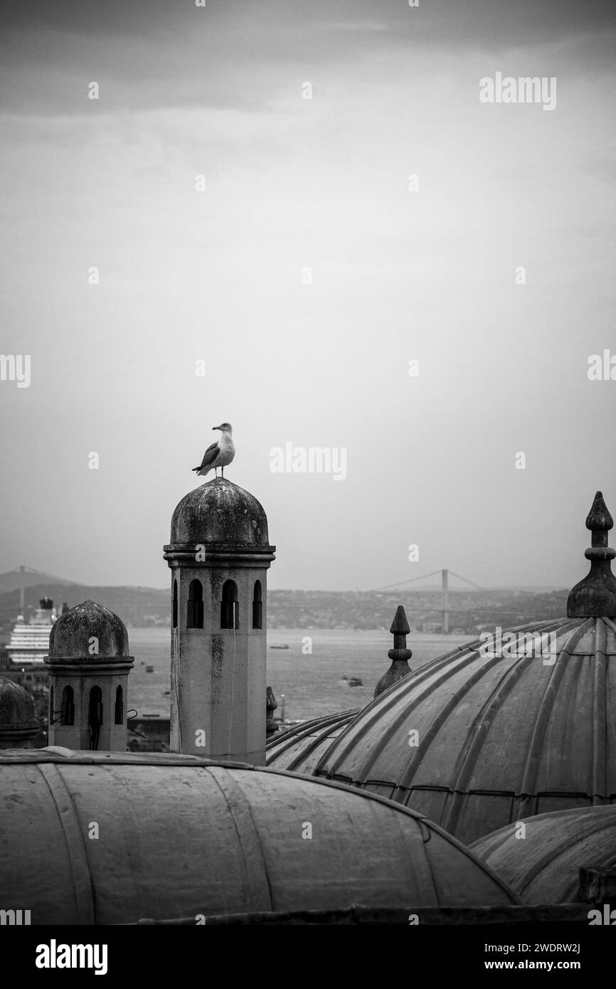 Photographie monochromatique d'une mouette sur tope de dômes, Istanbul Banque D'Images
