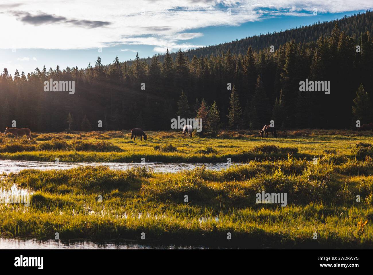 Chevaux profitant du soleil dans la campagne du Wyoming Banque D'Images