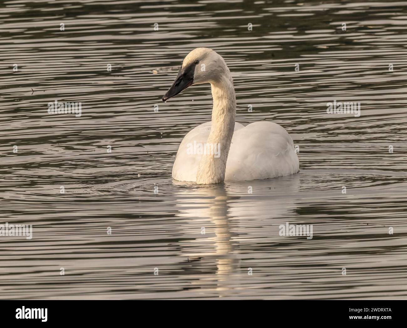 White Trumpeter Swan Juanita Bay Lake Washington Kirkland Washii Banque D'Images