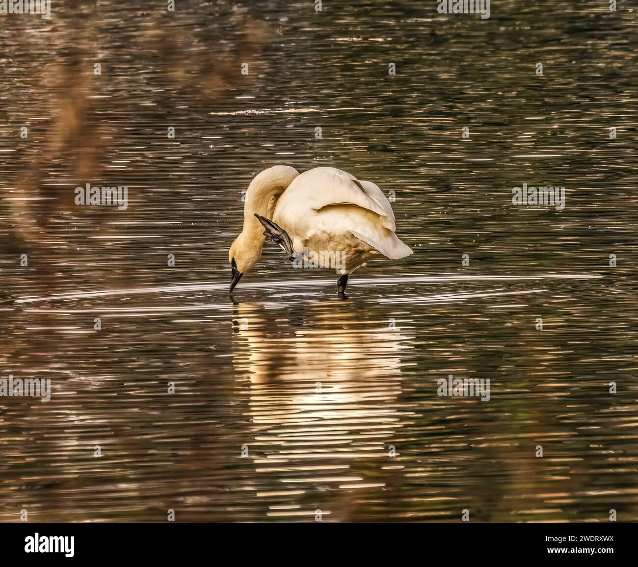 White Trumpeter Swan Juanita Bay Lake Washington Kirkland Washii Banque D'Images
