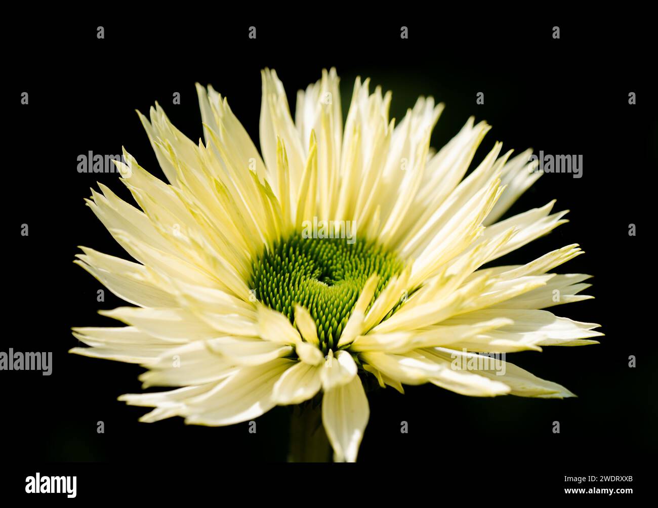 Fleur d'un chrysanthème jaune sur fond noir. Gros plan à contraste élevé de la plante à fleurs. Banque D'Images