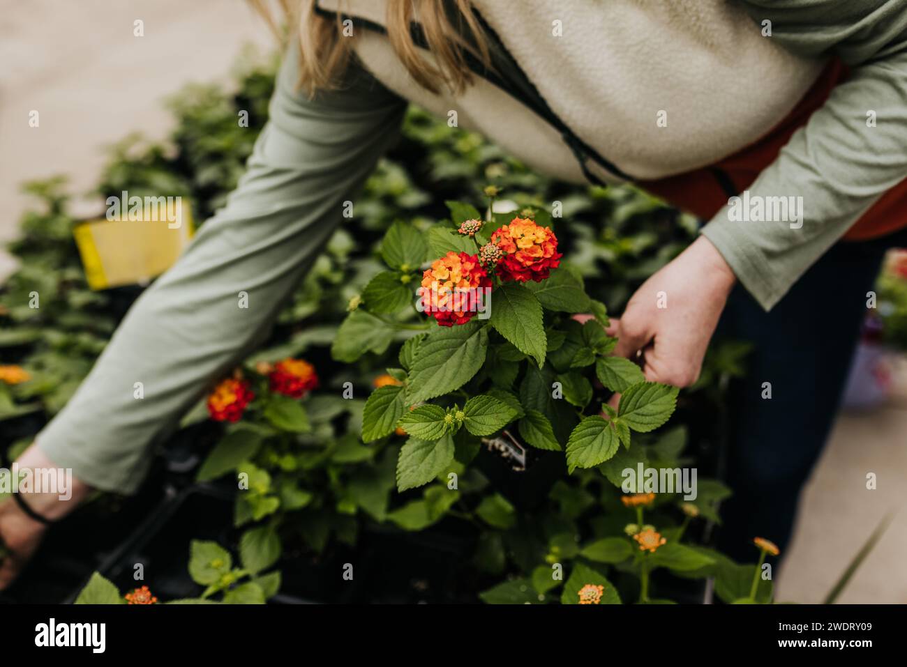 Gros plan de femme tenant la plante de lantana tout en faisant des achats dans la serre Banque D'Images