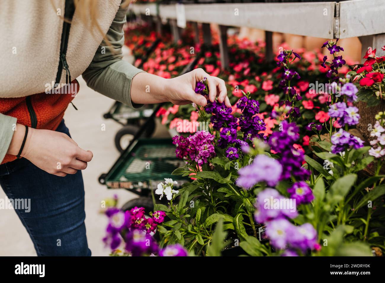 Gros plan d'une femme touchant des plantes à la serre locale Banque D'Images