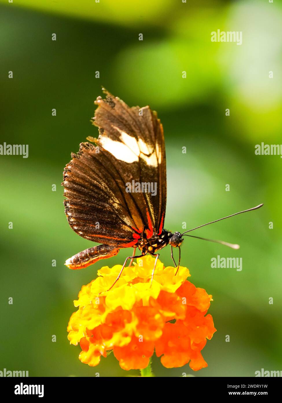 Papillon noir orange sur une plante. Gros plan de l'insecte. Banque D'Images