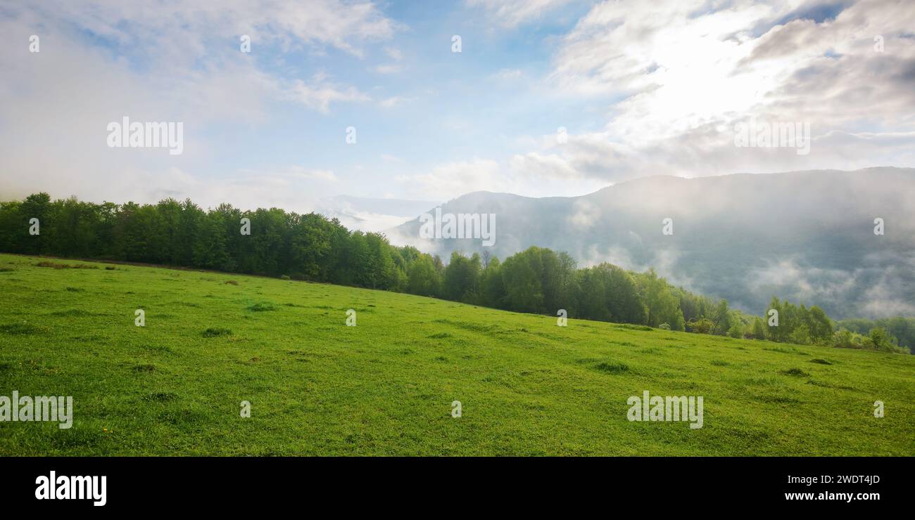 panorama de la campagne des carpates avec prairies alpines dans la lumière du matin. paysage avec champ herbeux vert sur la colline des hauts plateaux ukrainiens au printemps. Banque D'Images