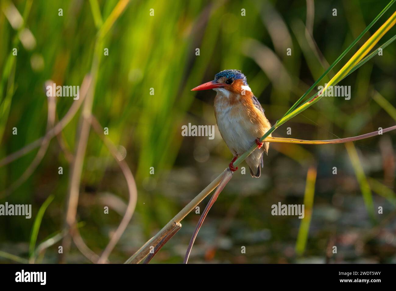 Malachite Kingfisher (Corythornis cristatus), Delta de l'Okavango, Botswana, Afrique Banque D'Images