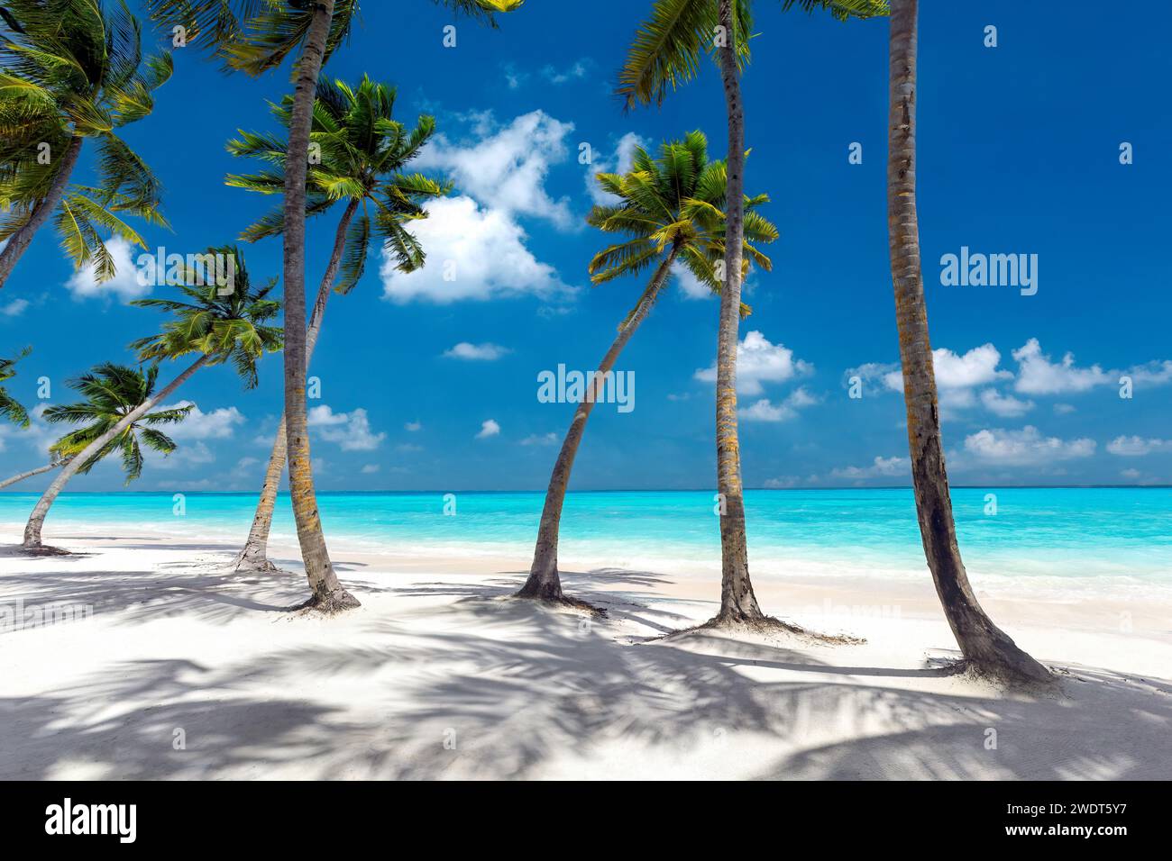 Plage des Maldives, palmiers sur plage de sable blanc, Maldives, Océan Indien, Asie Banque D'Images