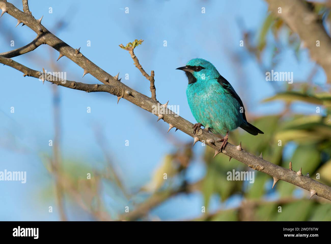 Mâle Blue Dacnis (Dacnis cayana) famille des Thraupidae, ordre des Passseriformes, sur une branche, parc national de la Serra da Canastra, Minas Gerais, Brésil Banque D'Images