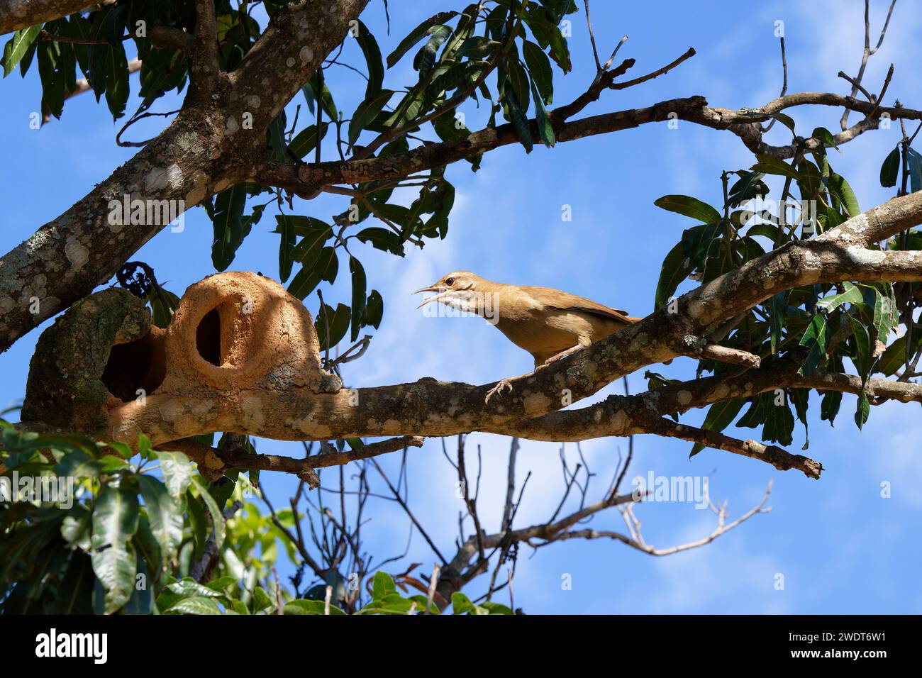 Rufous Hornero (Furnarius rufus) à côté de son nid, parc national de Serra da Canastra, Minas Gerais, Brésil, Amérique du Sud Banque D'Images