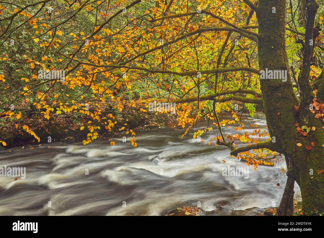 Couleurs d'automne dans les bois anciens le long des rives de la rivière Teign, près de Fingle Bridge, Dartmoor National Park, Devon, Angleterre, Royaume-Uni Banque D'Images