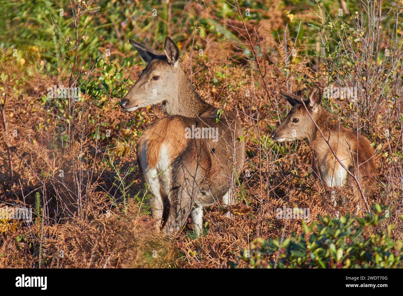 Un groupe de cerfs rouges (Cervus elaphus), parmi des fougères dans la campagne d'Exmoor, près de Dunster, parc national d'Exmoor, Somerset, Angleterre, Royaume-Uni Banque D'Images