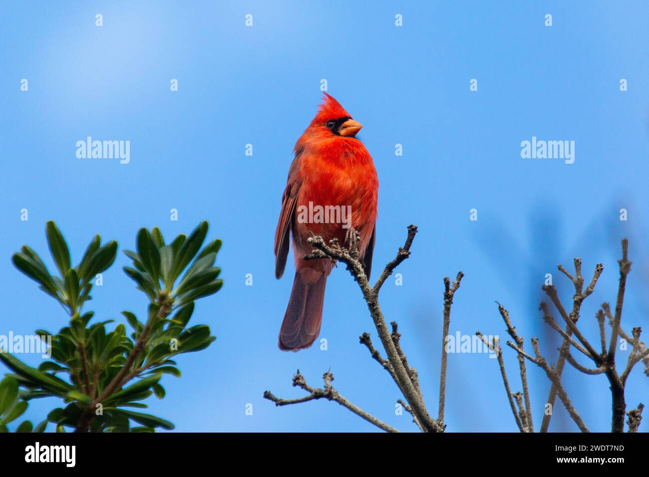 Cardinal du Nord mâle (Cardinalis cardinalis), oiseau chansonnier de taille moyenne commun dans l'est de l'Amérique du Nord, aux Bermudes, dans l'Atlantique et en Amérique du Nord Banque D'Images