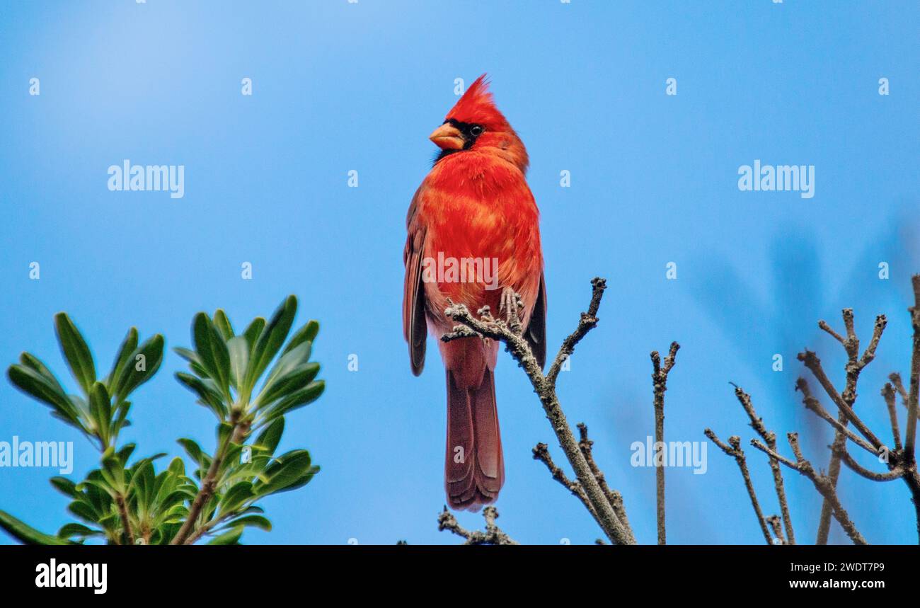 Cardinal du Nord mâle (Cardinalis cardinalis), oiseau chansonnier de taille moyenne commun dans l'est de l'Amérique du Nord, aux Bermudes, dans l'Atlantique et en Amérique du Nord Banque D'Images