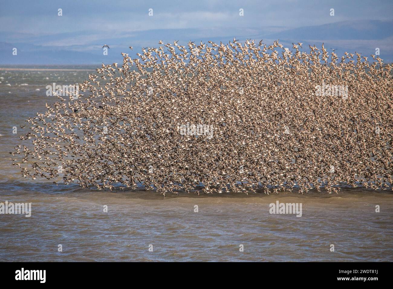 Knot et Tern de South Walney nature Reserve sur la côte Cumbrian, Cumbria, Angleterre, Royaume-Uni, Europe Banque D'Images