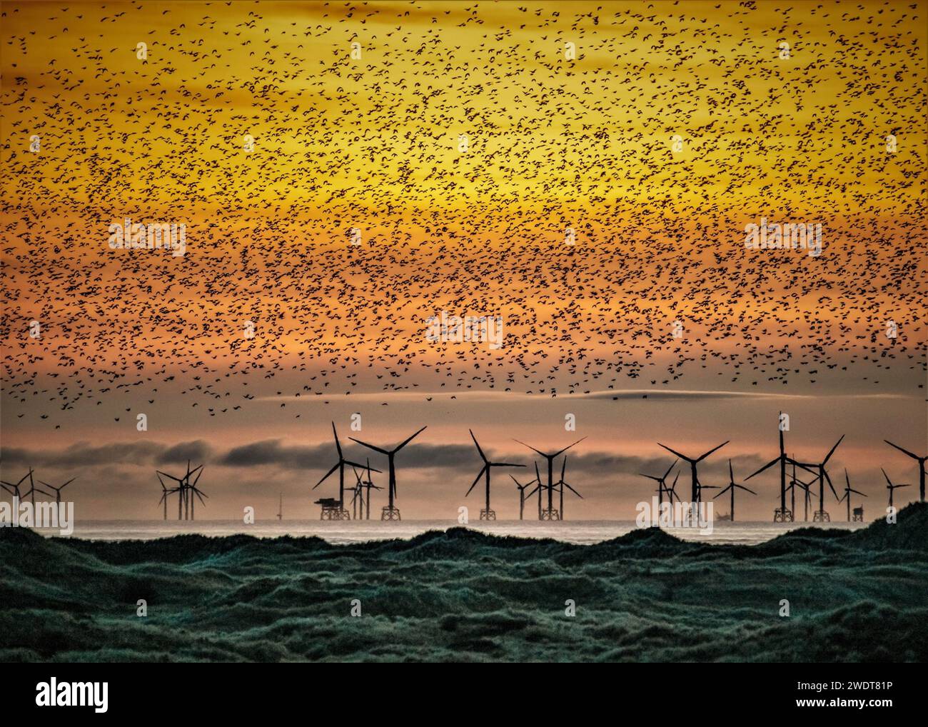 Sandscale Haws National nature Reserve, étourdissements au coucher du soleil vers la mer d'Irlande et le lointain Walney Offshore Wind Farm, Cumbria, Angleterre Banque D'Images