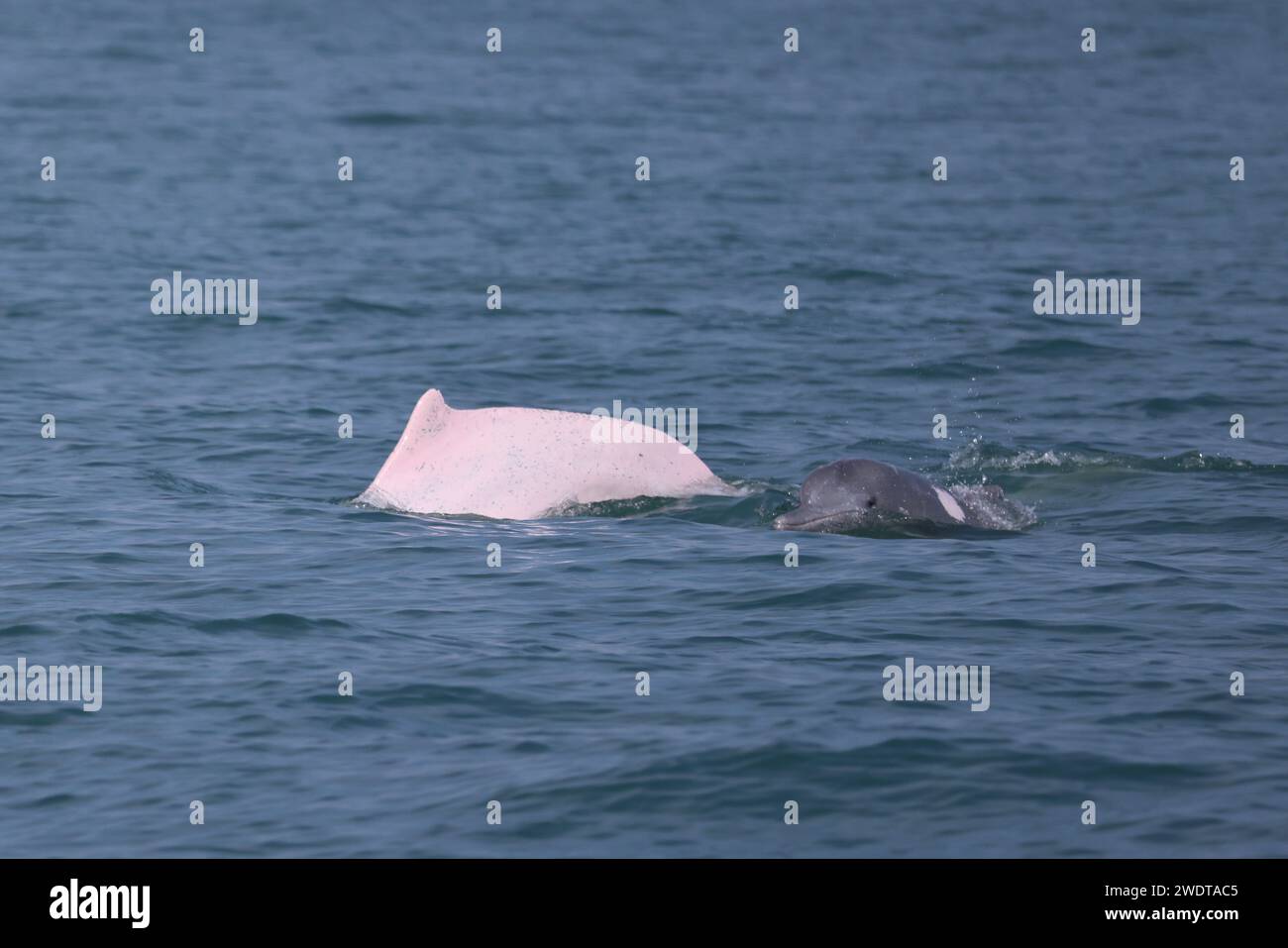 Haikou. 22 janvier 2024. Des dauphins blancs chinois sont observés en mer au sud-ouest de l’île de Hainan, dans le sud de la Chine, le 19 janvier 2024. Le dauphin blanc chinois, surnommé « panda géant dans la mer », vit principalement dans les zones maritimes du sud-est de la Chine et est gardé sous la protection de l'État de première classe. Crédit : Xinhua/Alamy Live News Banque D'Images