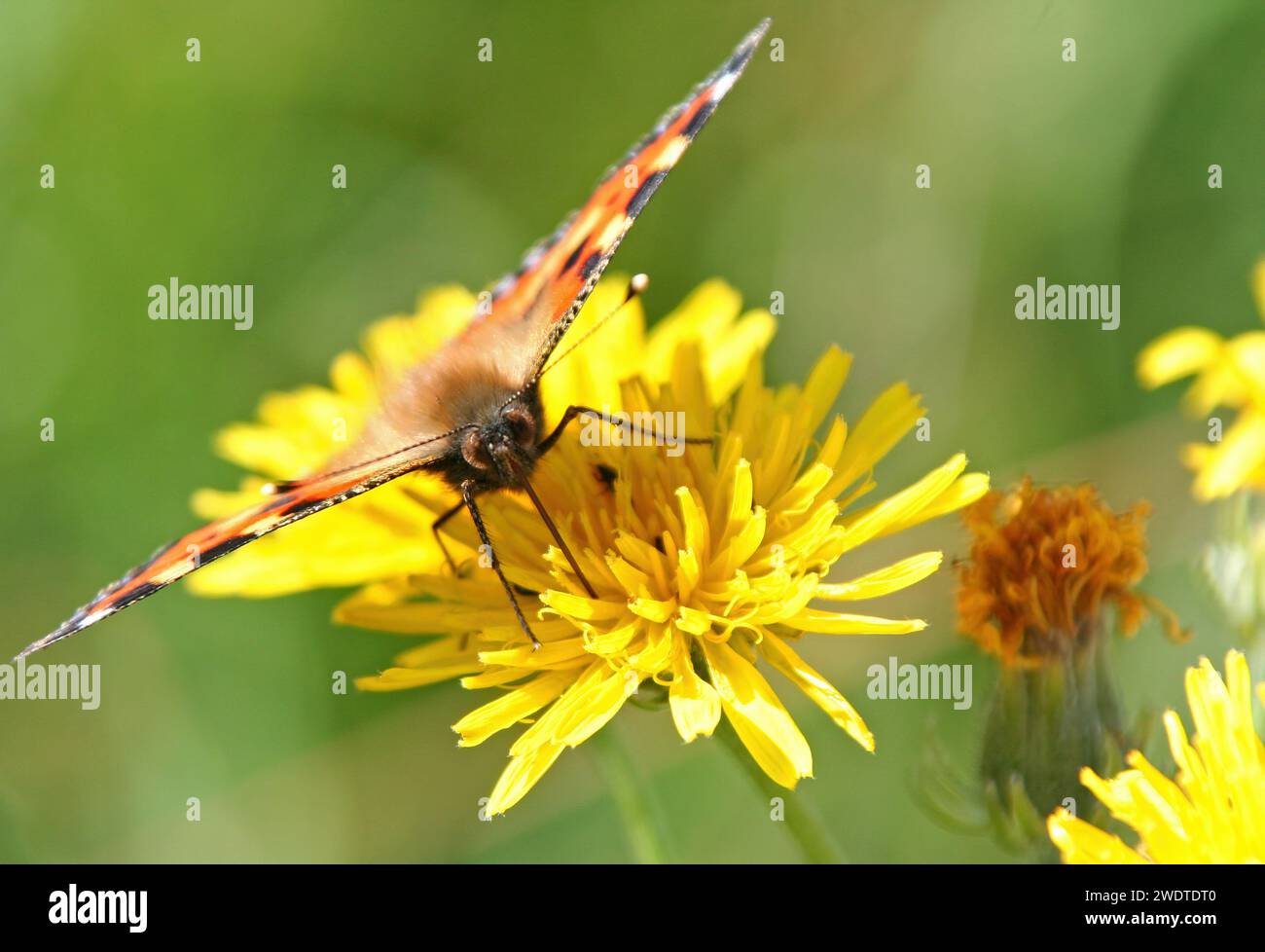 Petit Torroiseshell sur Meadow Goats-Beard Banque D'Images