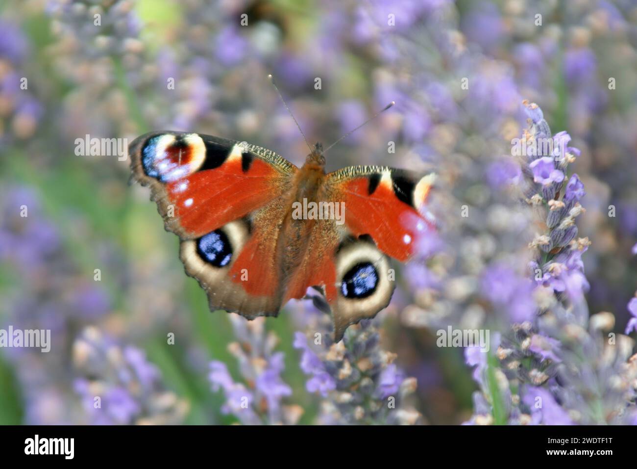 Peacock Butterfly on Lavender Banque D'Images