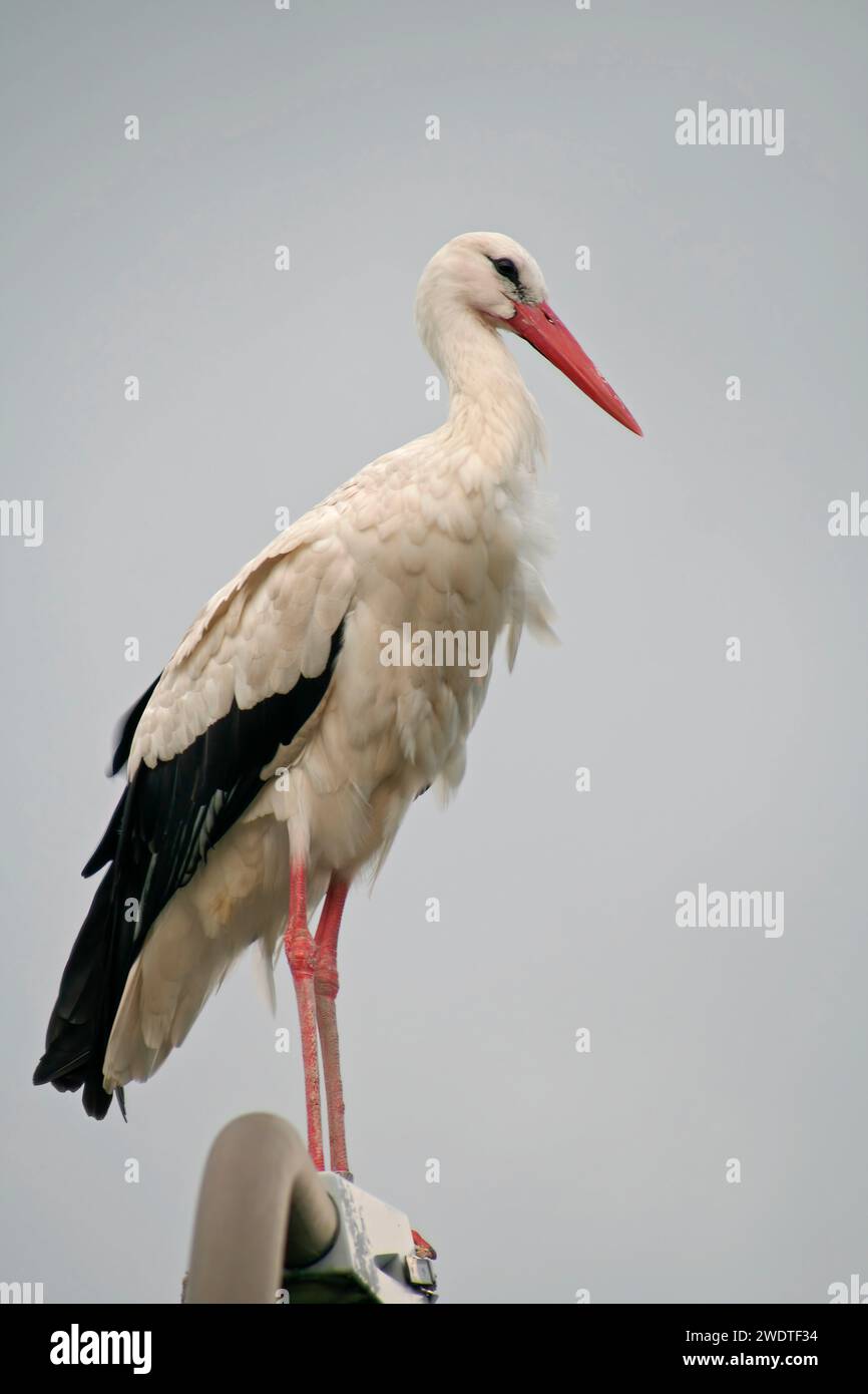 White Stork sur un feu de rue Banque D'Images