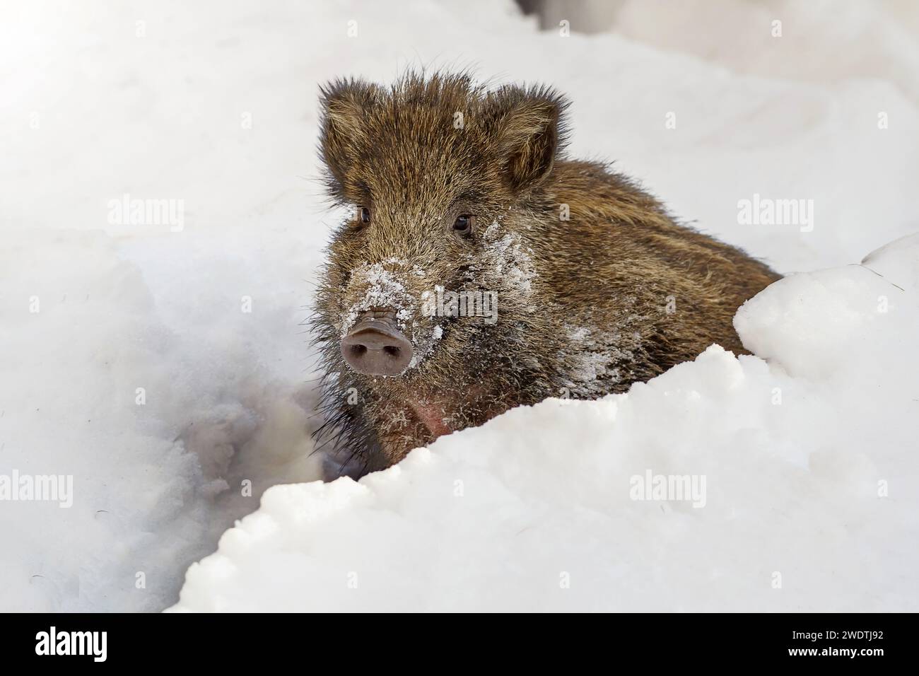 petit sanglier (sus scrofa) dans la neige profonde, Alpes italiennes, Pedmont. Porc sauvage dans la nature. Banque D'Images