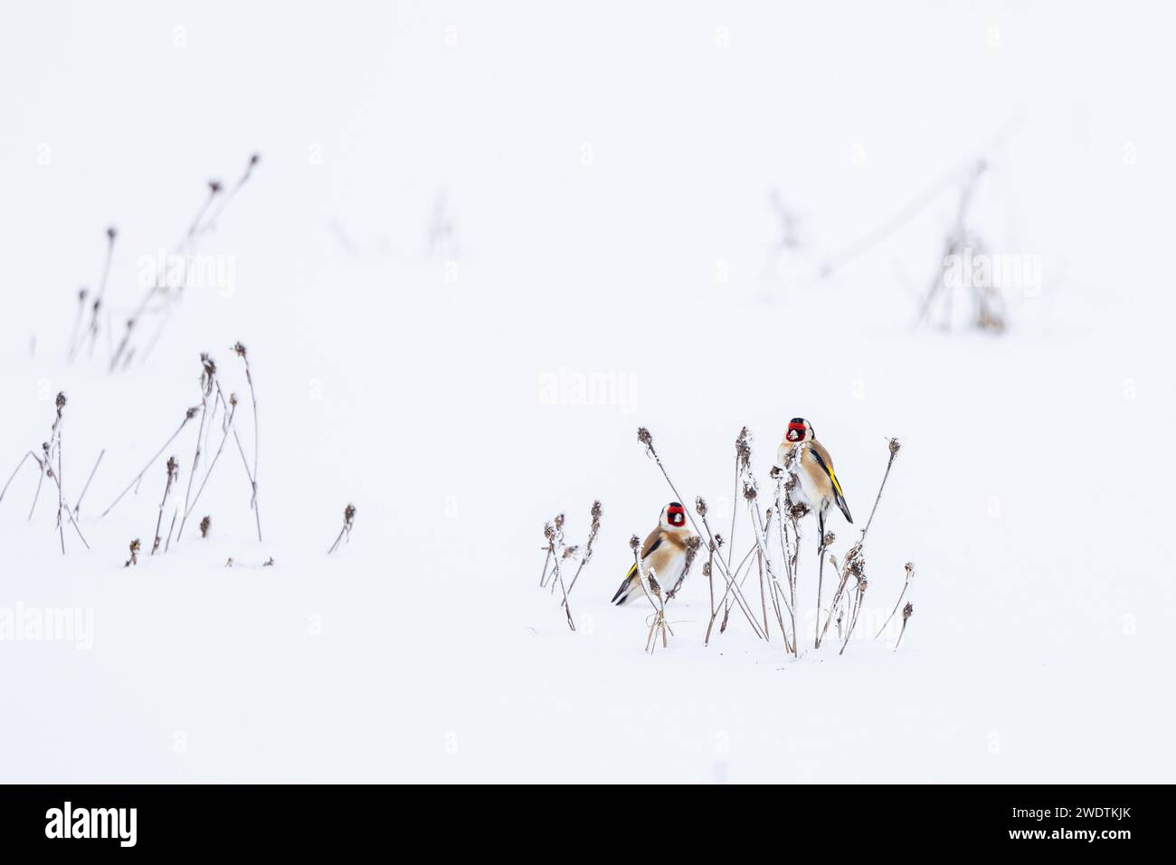 Beau Goldfinch, Carduelis carduelis, se nourrissant des graines d'une plante sauvage, couverte de neige et de gel en hiver. Banque D'Images