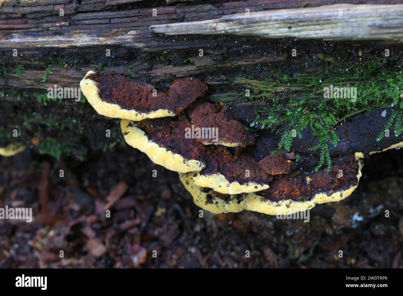 Gloeophyllum odoratum, communément appelé anis Mazegill, polypore sauvage de Finlande Banque D'Images