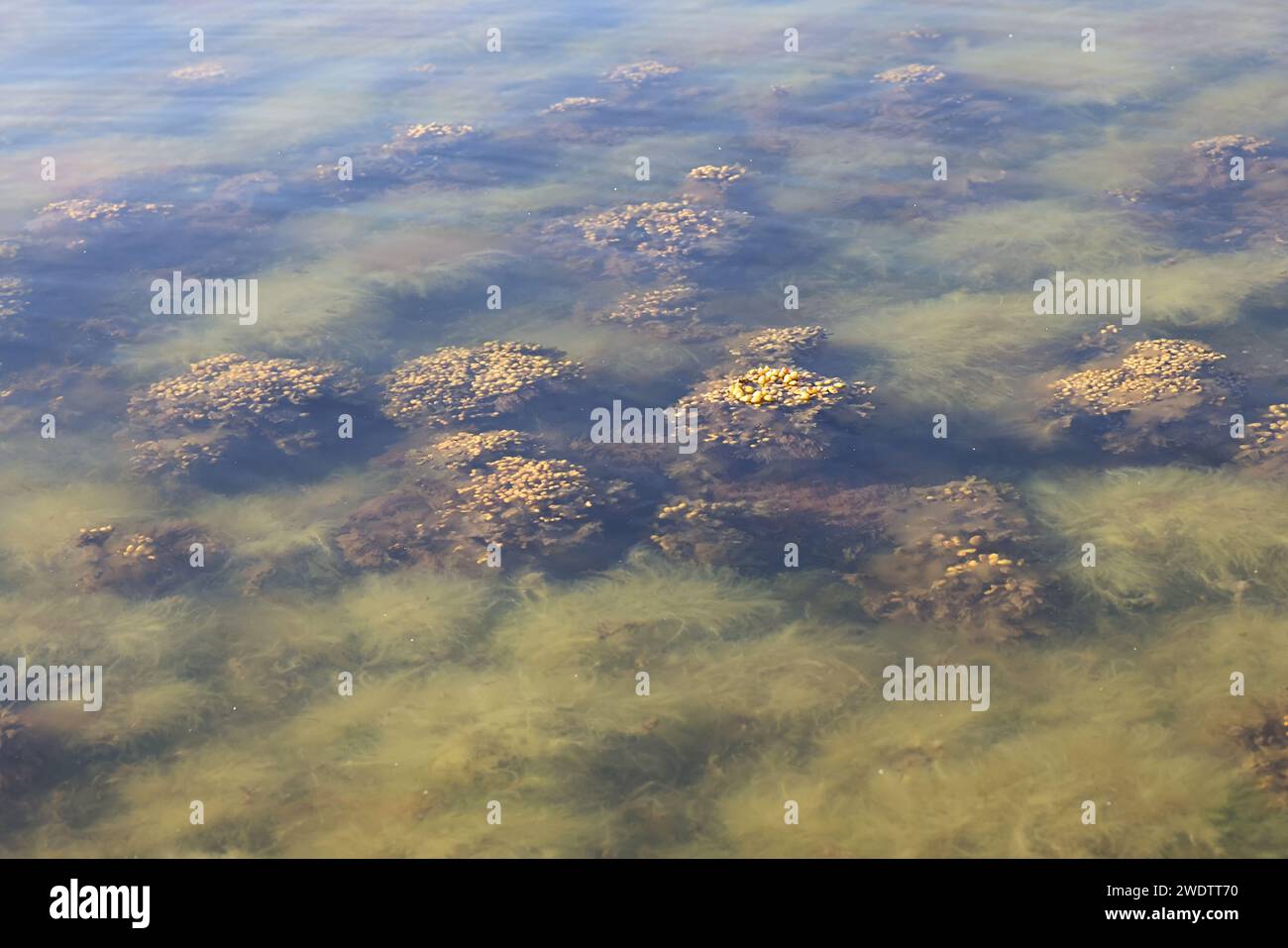 Fucus vesiculosus, connu sous les noms communs bladderwrack, rocaille et raisins de mer, et algues vertes appelées Cladophora glomerata, algues communes de Banque D'Images Fucus vesiculosus, connu sous les noms communs bladderwrack, rocaille et raisins de mer, et algues vertes appelées Cladophora glomerata, algues communes de Banque D'Images