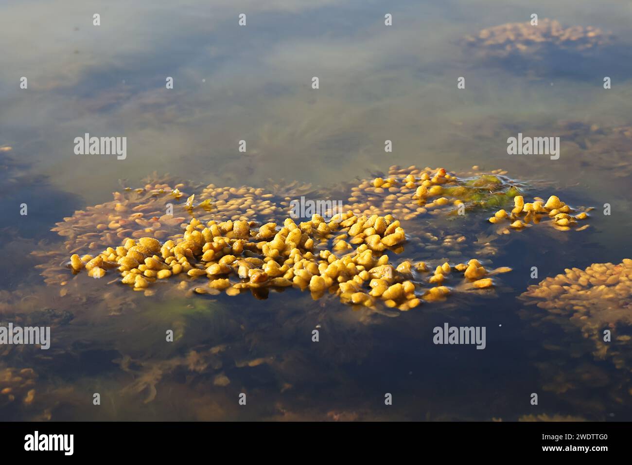 Fucus vesiculosus, connu sous les noms communs bladderwrack, tang noir, rocweed, raisins de mer, fucus vésical, chêne de mer, herbe coupée, teinturiers fucus, fucus rouge Banque D'Images Fucus vesiculosus, connu sous les noms communs bladderwrack, tang noir, rocweed, raisins de mer, fucus vésical, chêne de mer, herbe coupée, teinturiers fucus, fucus rouge Banque D'Images