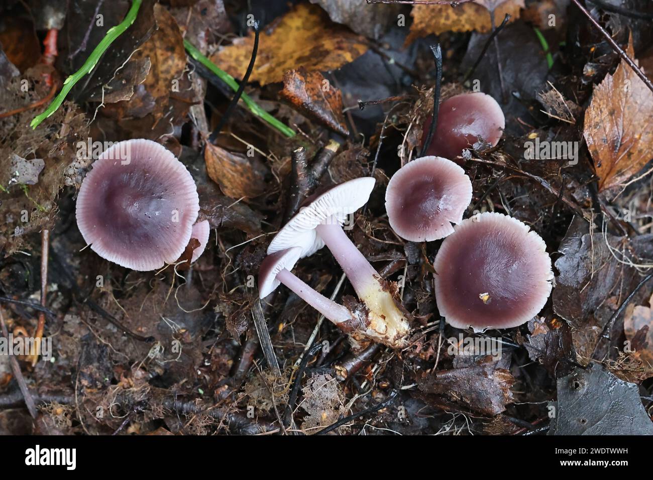 Mycena pura, connu sous le nom de bonnet lilas, champignon sauvage toxique de Finlande Banque D'Images