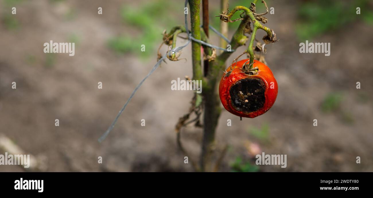 une tomate à moitié pourrie sur un buisson dans le jardin. Photo de haute qualité Banque D'Images