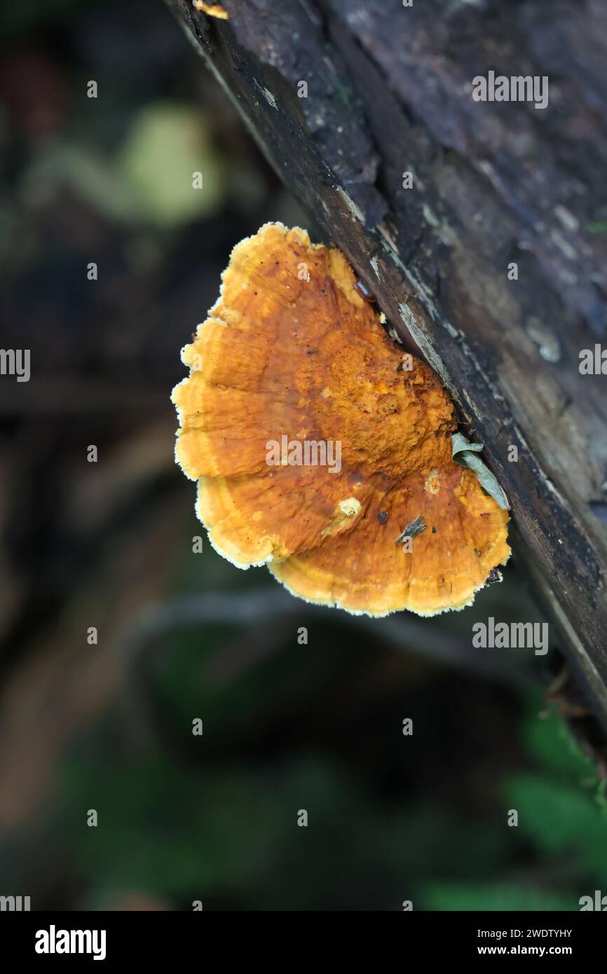 Pycnoporellus fulgens, un champignon orange qui pousse sur le bouleau en Finlande, pas de nom anglais commun Banque D'Images