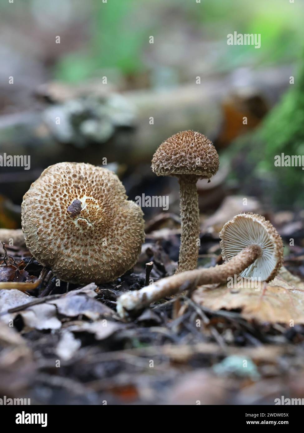 Inocybe hystrix, connu sous le nom de fibrecap écailleux, champignon sauvage de Finlande Banque D'Images