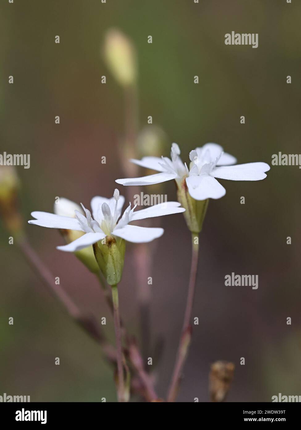 Rock Campion, Atocion rupestris, aussi appelé Silene rupestre, plante à fleurs sauvage de Finlande Banque D'Images