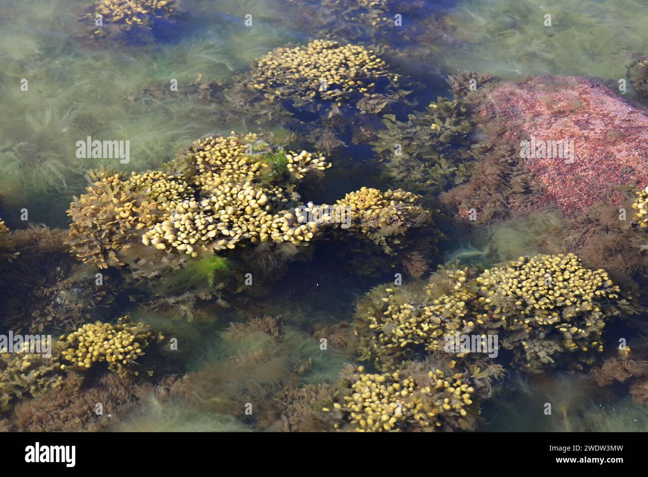 Fucus vesiculosus, connu sous les noms communs bladderwrack, rocaille et raisins de mer, et algues vertes appelées Cladophora glomerata, algues communes de Banque D'Images Fucus vesiculosus, connu sous les noms communs bladderwrack, rocaille et raisins de mer, et algues vertes appelées Cladophora glomerata, algues communes de Banque D'Images