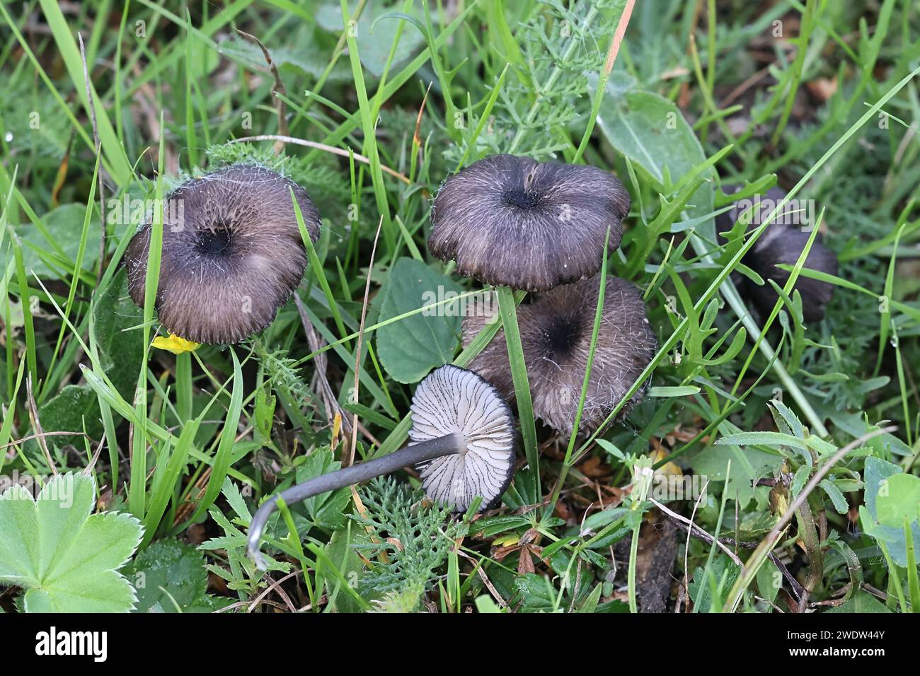 Entoloma serrulatum, également appelé Leptonia serrulata, communément appelé Blue Edge Pinkgill, champignon sauvage de Finlande Banque D'Images