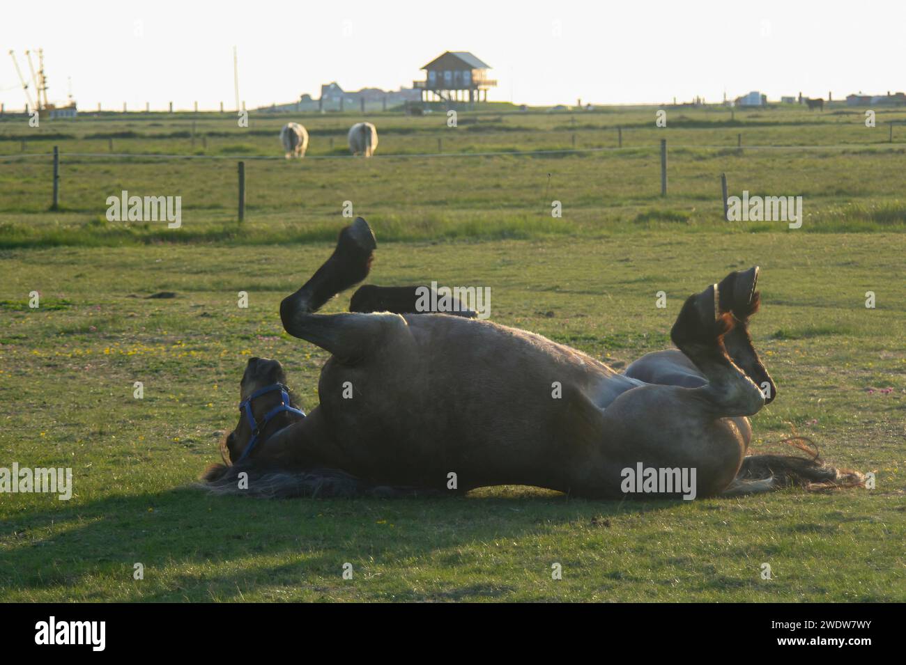 Horse Banque D'Images