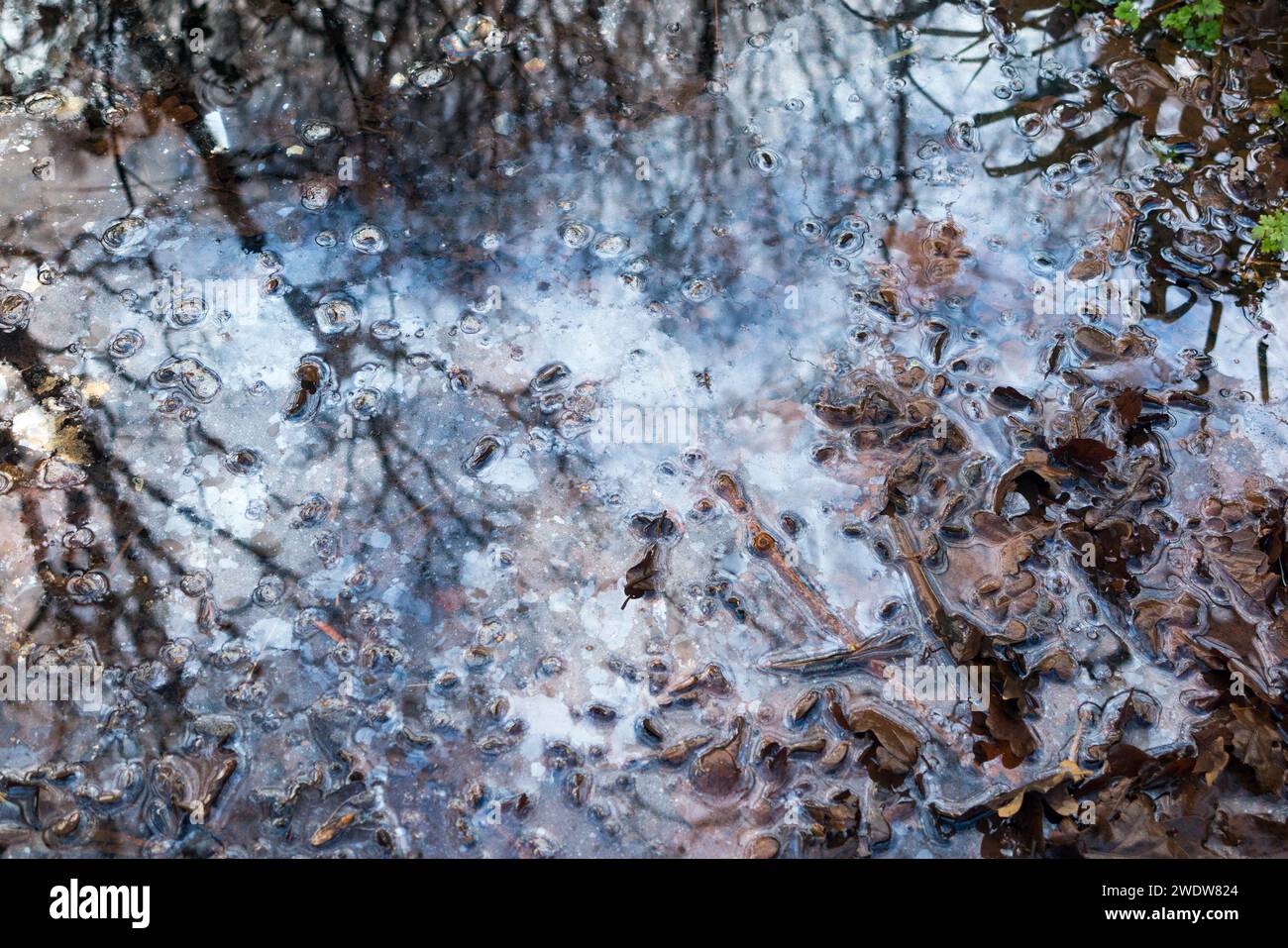 Piscine d'eau / bassin / ruisseau lent pollué par de l'huile ou de la graisse de surface / flottante. West End Common, près d'Esher, Surrey. ROYAUME-UNI. (137) Banque D'Images