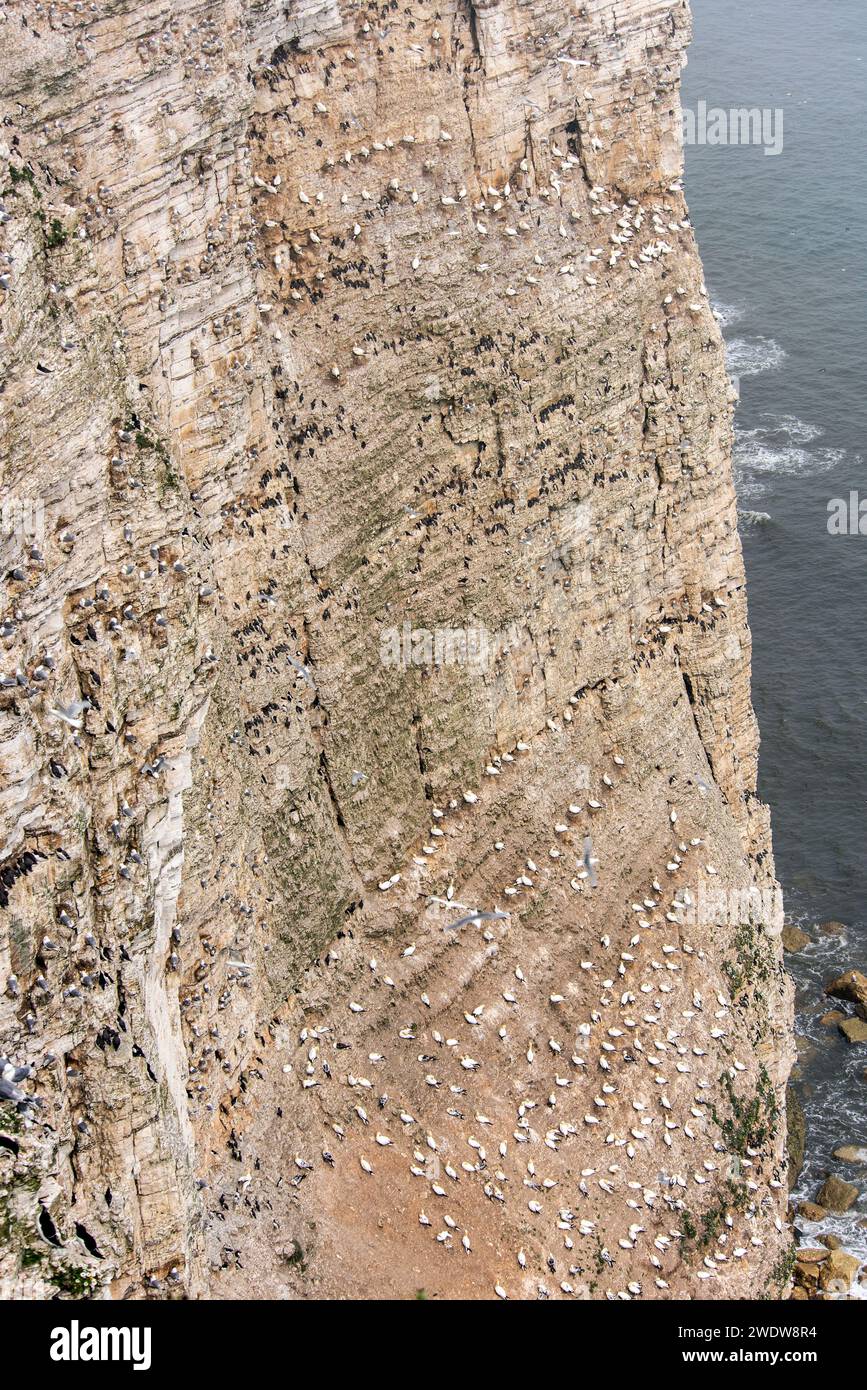 Des milliers d'oiseaux marins nichent sur les falaises de craie de Bempton, East Yorkshire, Royaume-Uni Banque D'Images