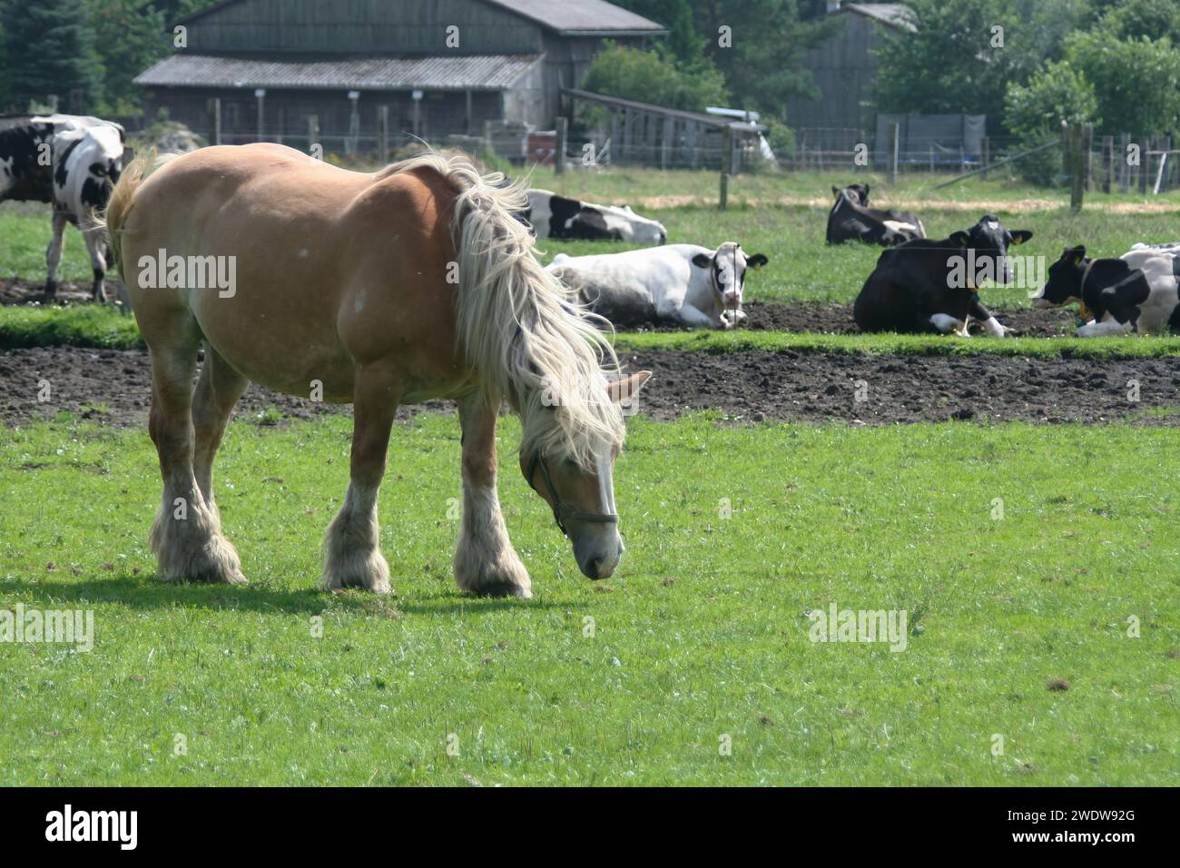 Cheval de trait Banque D'Images